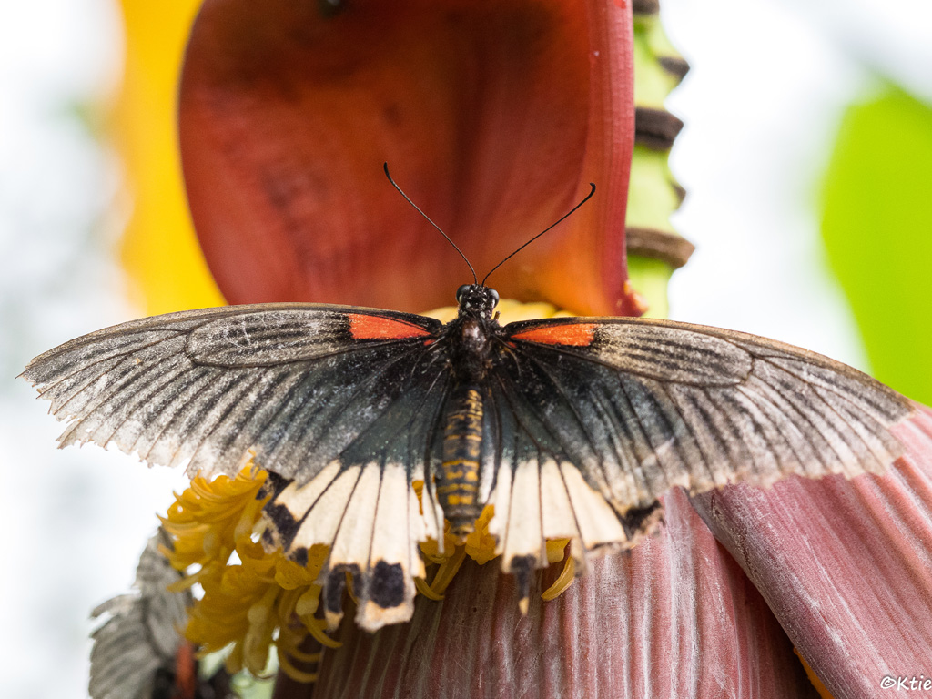 3-Noeud-papillon